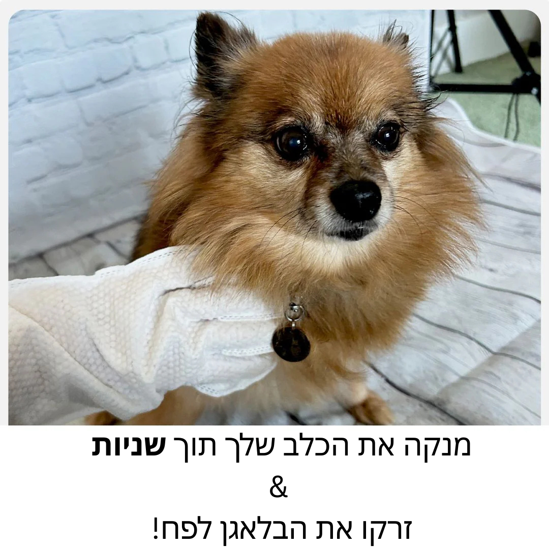 כפפות טיפוח - Mishka Pro